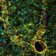 Illustration for article titled The Alien and Eerie Beauty of the Year's Best Microscopic Photos